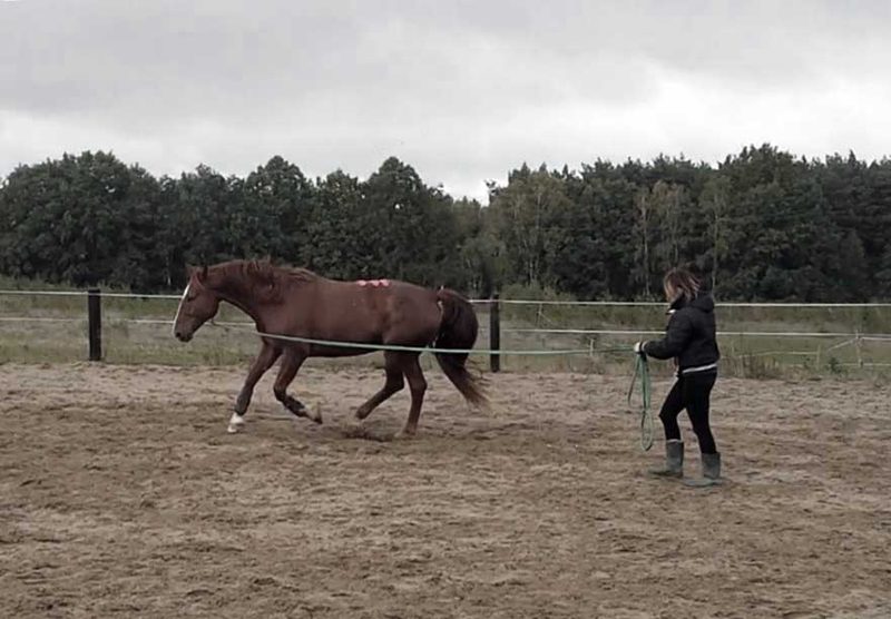 Kinezyterapia czynna. Praca nad poprawą bilansu przód-tył w galopie