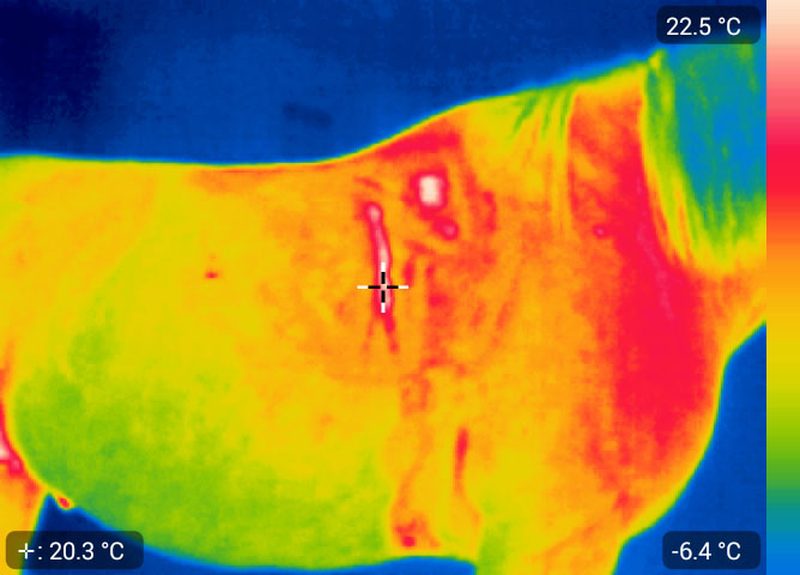 Termogram powysiłkowy z pomiarem punktowym