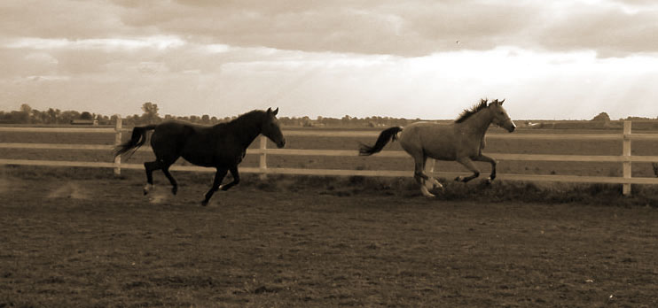 konie w ruchu